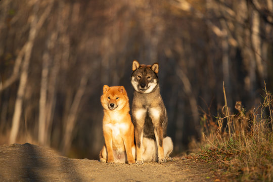 Cute and happy red shiba inu dog and shikoku dog sitting in the forest at sunset in fall