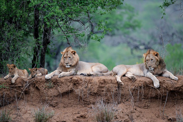 Lion family resting on the dry riverbank of the Mkuze river in Zimanga Game Reserve in Kwa Zulu Natal in South Africa