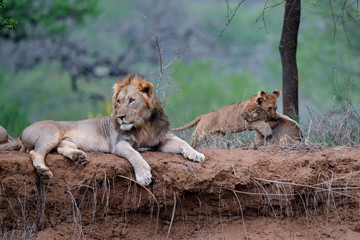 Lion family resting on the dry riverbank of the Mkuze river in Zimanga Game Reserve in Kwa Zulu Natal in South Africa