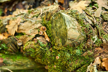 Mycènes, champignons, vue de haut sur un tronc mousseux
