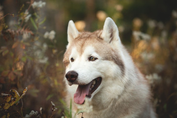Close-up Portrait of free and prideful Beige Siberian Husky on a forest background in golden autumn season