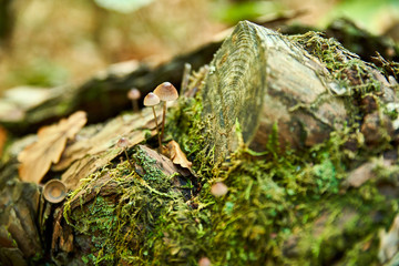 Frêle champignon sur un tronc mousseux