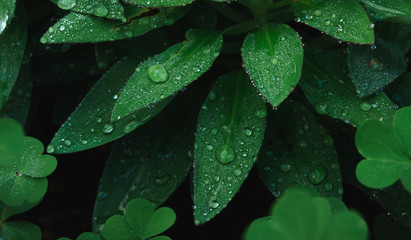 Close-up of morning dew on green leaves and dark background