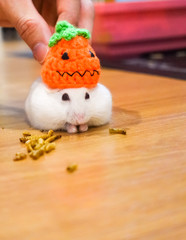 Cute White Winter White Hamster House Pet wearing Halloween Knit Jack O Lantern Pumpkin Party Hat eating pet snack food in Halloween Festival Holiday. Pet Dressing Trick or Treat Costume Decoration