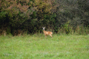 Doe resting in the forest during the day