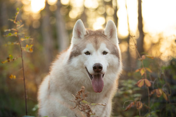 Close-up Portrait of beautiful and free Beige dog breed Siberian Husky sitting in the bright fall forest at sunset