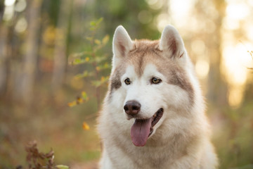 Close-up Portrait of beautiful and free Beige dog breed Siberian Husky sitting in the bright fall forest at sunset