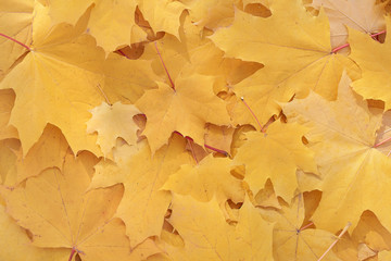 Autumn background of golden maple leaves.