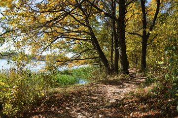 autumn landscape with oaks and river