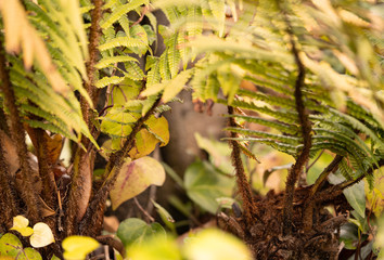 natural plants framming