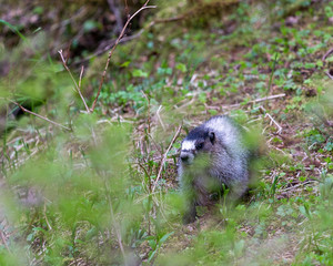 Marmot in Mount Roberts in Juneau, Alaska