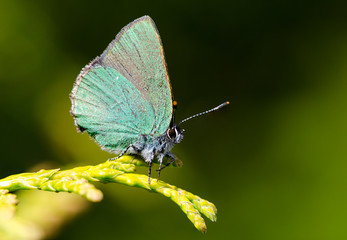 butterfly on leaf