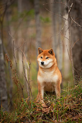 Naklejka na ściany i meble Beautiful and happy shiba inu dog standing in the forest at golden sunset. Adorable Red shiba inu female dog in fall