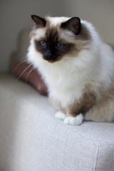 Fluffy blue eyed holy Birman cat