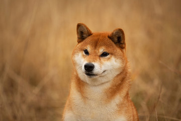 Naklejka na ściany i meble cute red dog breed Shiba inu with tonque hanging out sitting in the field. Beautiful japanese shiba inu female in autumn