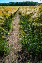 Fototapeta na wymiar path track through barley field on a hot sunny summers day