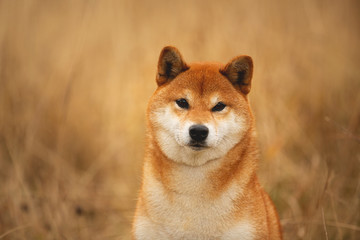Naklejka na ściany i meble cute red dog breed Shiba inu with tonque hanging out sitting in the field. Beautiful japanese shiba inu female in autumn
