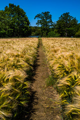 Obraz premium path track through barley field on a hot sunny summers day