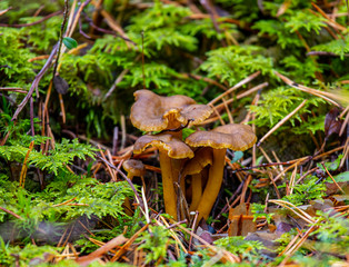 mushrooms in forest