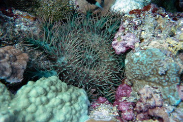 diving red sea