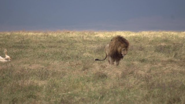 Lion Laying Down in Grass of African Savanna Slow Motion 120fps. Wild Animal in Natural Environment, Tanzania National Park