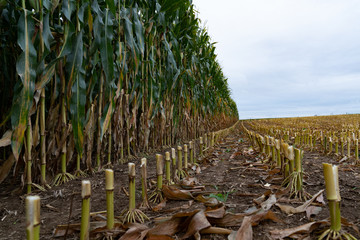 Some corn stalks remain after others have been harvested