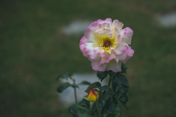 rose buds in the garden, close up