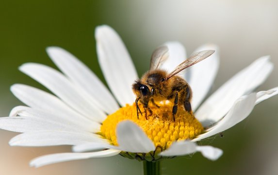 bee or honeybee on white flower of common  daisy