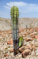 Cactus in desert landscape near Cerro Blanco, Nazca