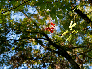 bella immagine di foglie autunnali che cambiano colore