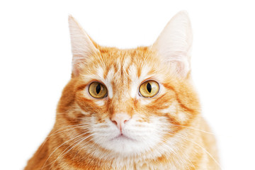 Closeup portrait of a red cat looking warily straight ahead. Isolated on white.
