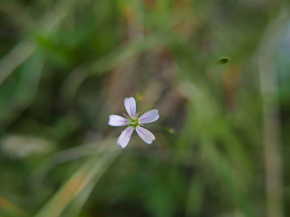 fiorellino biancho in campagna su sfondo sfumato 