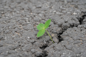 green sprout grows through a crack in the asphalt