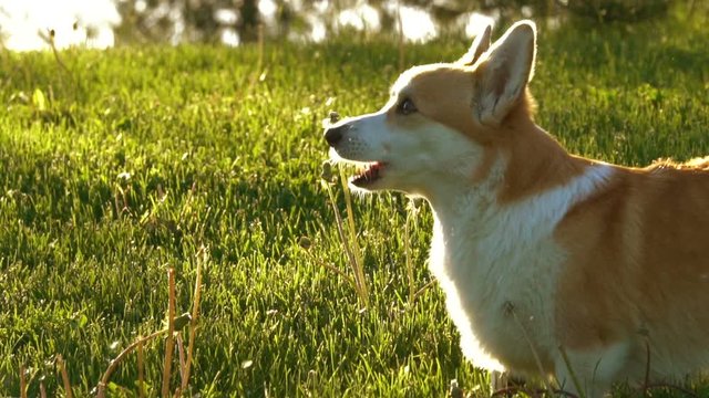 Cute welsh corgi dog portrait in sunset contour light