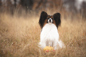 beautiful papillon dog sitting in the field in fall. Gorgeous Continental toy spaniel with pumpkin and apples outdoors