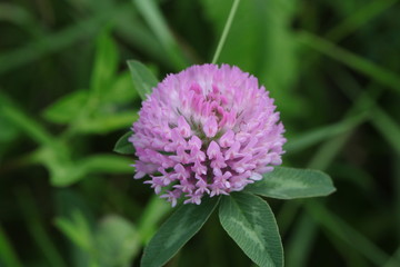 pink flower