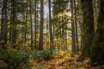 Park trail through beautiful autumn trees with fallen leaves