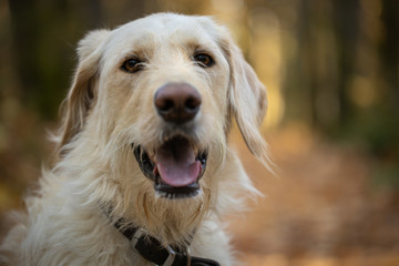 Yellow labrador dog in the forest