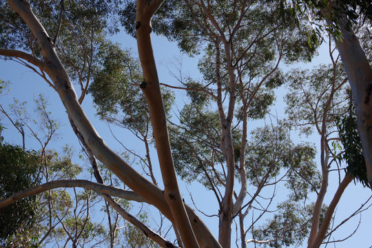View into the canopy of a tall eucalyptus tree under blue sky close to the California coast