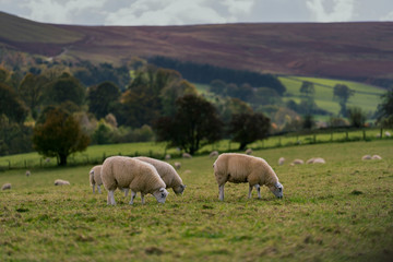 Fototapeta premium herd of sheep in field