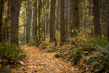Park trail through beautiful autumn trees with fallen leaves