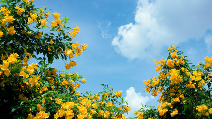 Fresh and beautiful Yellow elder (Trumpetbush, Trumpetflower, Yellow trumpet-flower, Yellow trumpetbush) 