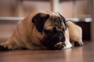 Close-up sad pug dog lies on the floor, tired and lazy.
