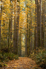 Obraz premium Park trail through beautiful autumn trees with fallen leaves