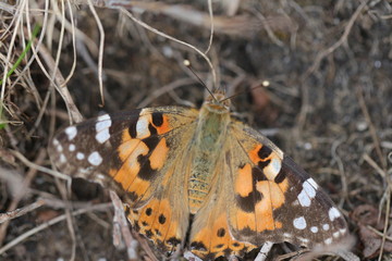 butterfly