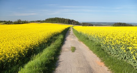 Field of rapeseed, canola or colza,