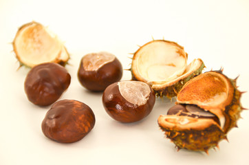 Chestnuts isolated on white background. close up.