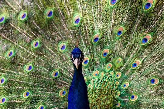 Colorful beautiful Indian peacock. Closeup image of bird peafowl.