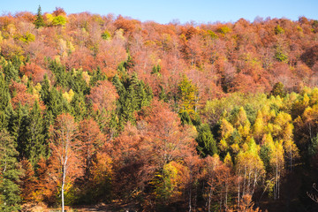 through the autumn beech forest