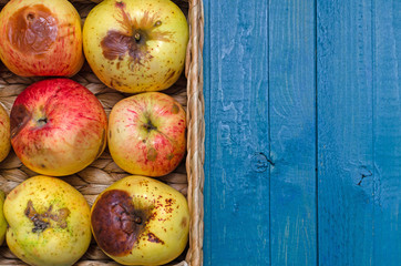 Wicker basket with fresh organic ugly apples on the blue background. close up.